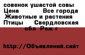 совенок ушастой совы › Цена ­ 5 000 - Все города Животные и растения » Птицы   . Свердловская обл.,Реж г.